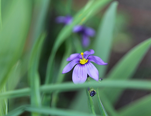 Sysirynchium (3)