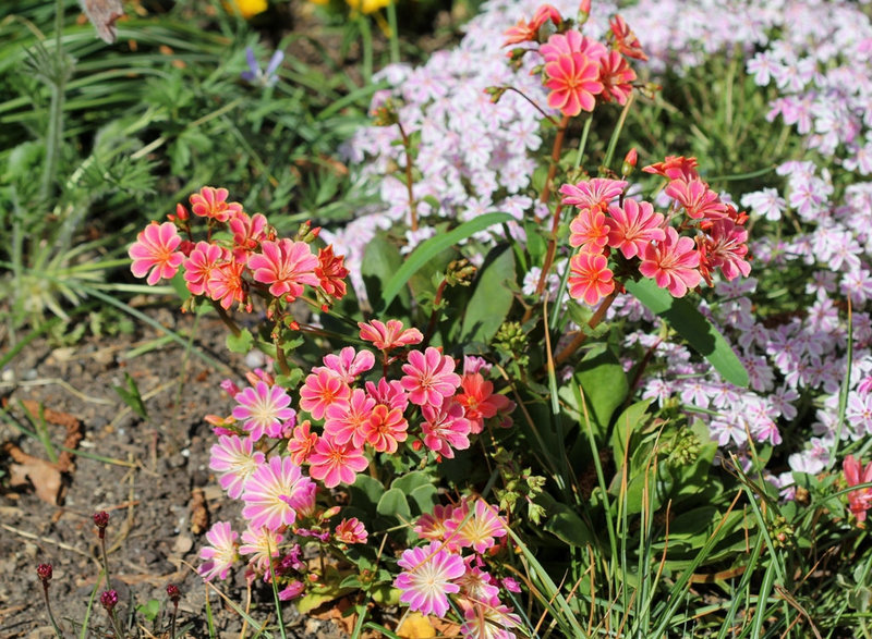 Lewisias