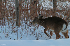 Que de broussailles, pense Skippy!