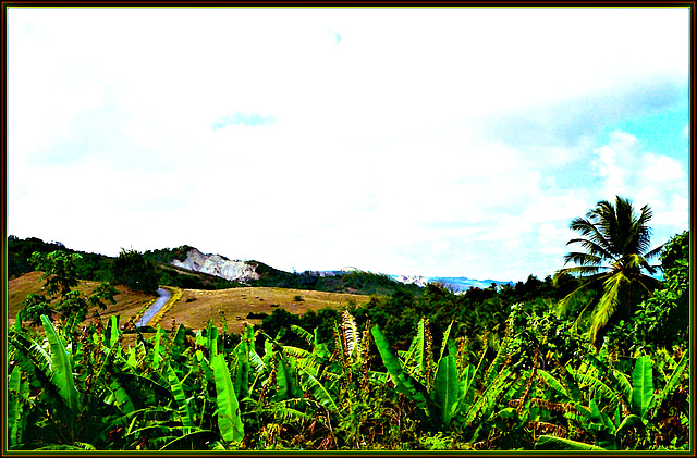Hillside Banana Field