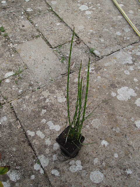 equisetum amercanum P4021054