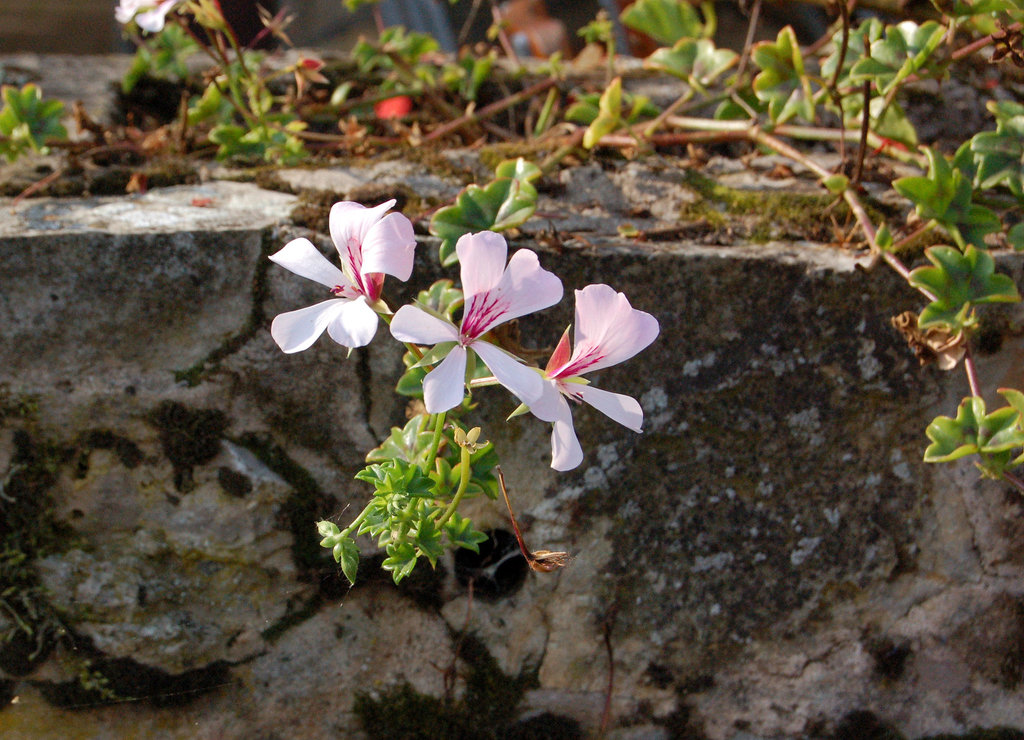 delikataj florfolioj (pramo)