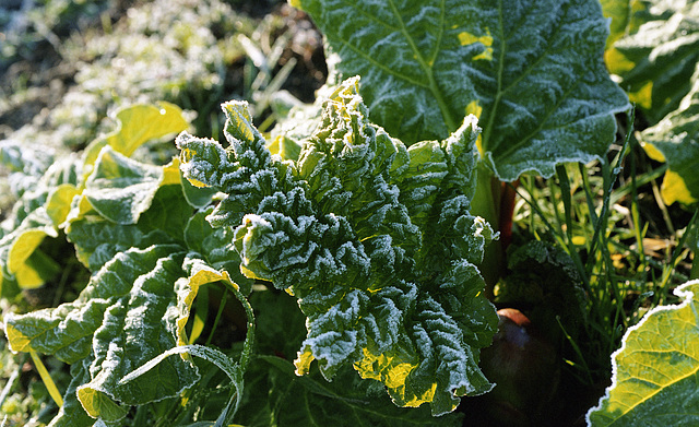 givre sur verdure