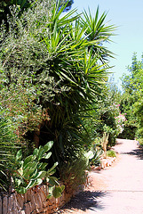 allée bordée de Yuccas