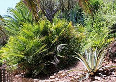 Chamaerops et Agave americana