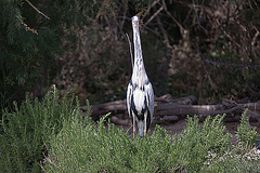 20110530 4646RTfw Graureiher [Camargue]