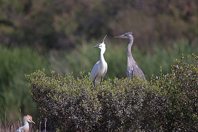 20110530 4643RTw [F] Graureiher, Seidenreiher, Kuhreiher, Parc Ornithologique, Camargue