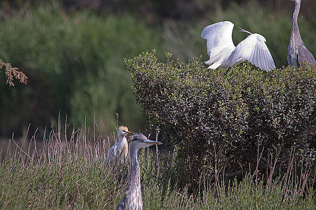 20110530 4642RTw [F] Graureiher, Seidenreiher, Kuhreiher, Parc Ornithologique, Camargue