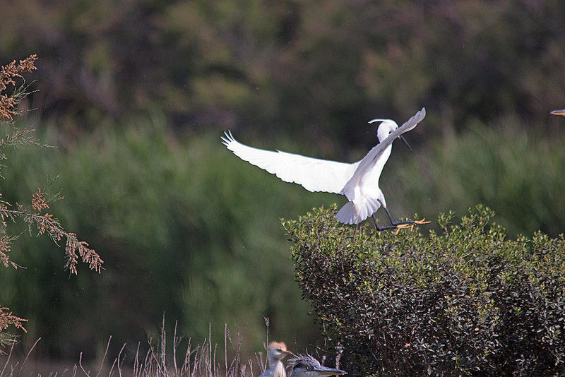 20110530 4639RTfw Seidenreiher, Kuhreiher, Graureiher, [Camargue]