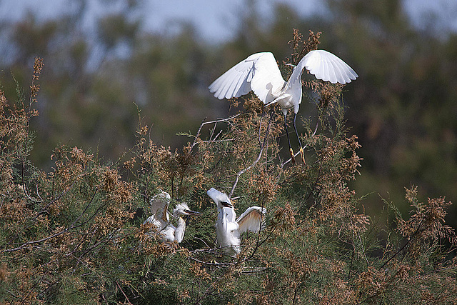 20110530 4636RTw [F] Seidenreiher, Parc Ornithologique, Camargue