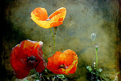 Coquelicot