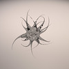 arach4_A