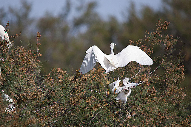 20110530 4633RTfw Seidenreiher(Camargue]