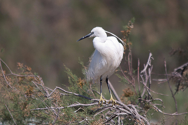 20110530 4632RTw [F] Seidenreiher, Parc Ornithologique, Camargue