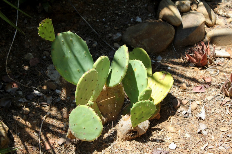 Opuntia