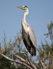 20110530 4628RTw [F] Graureiher (Ardea cinerea), Parc Ornithologique, Camargue