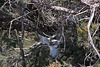 20110530 4627RTw [F] Seidenreiher, Parc Ornithologique, Camargue