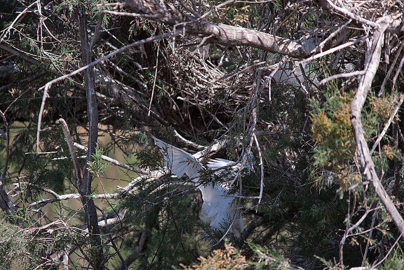 20110530 4627RTw [F] Seidenreiher, Parc Ornithologique, Camargue
