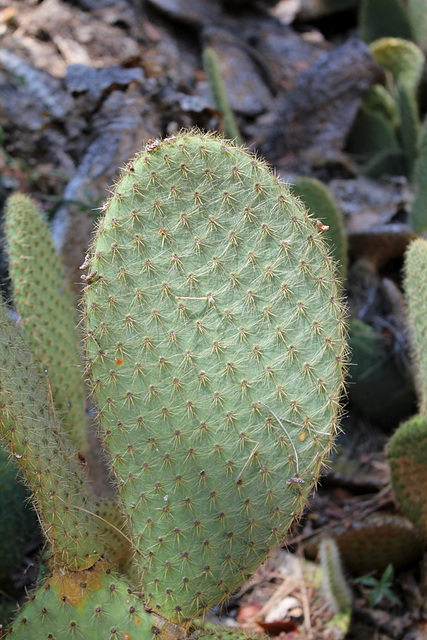 Opuntia scheerii