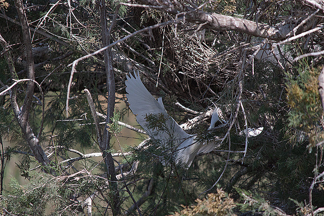 20110530 4626RTw [F] Seidenreiher, Parc Ornithologique, Camargue