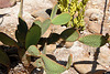 Opuntia microdasys rufida