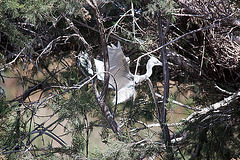 20110530 4624RTfw Seidenreiher [Camargue]