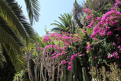 joyeux fouillis avec Bougainvillées