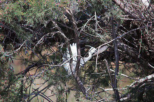 20110530 4623RTw [F] Seidenreiher, Parc Ornithologique, Camargue