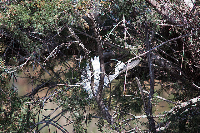 20110530 4623RTfw Seidenreiher [Camargue]