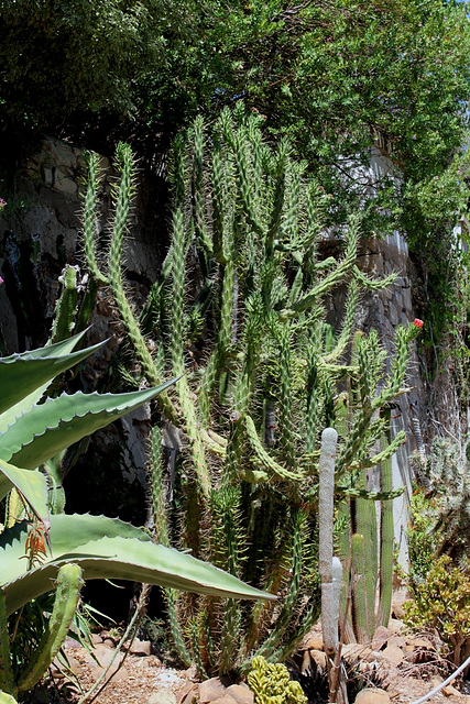 Austrocylindropuntia subulata