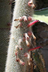 Cleistocactus straussi