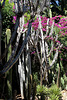 Cadavres de cereus