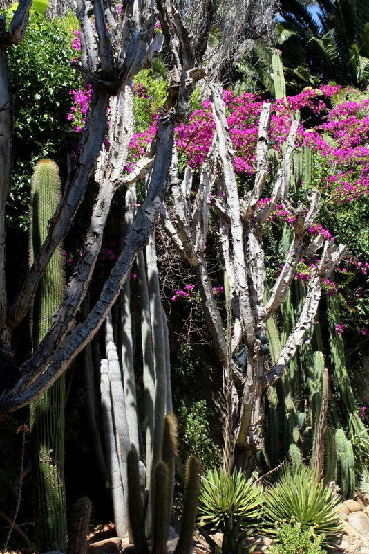 Cadavres de cereus