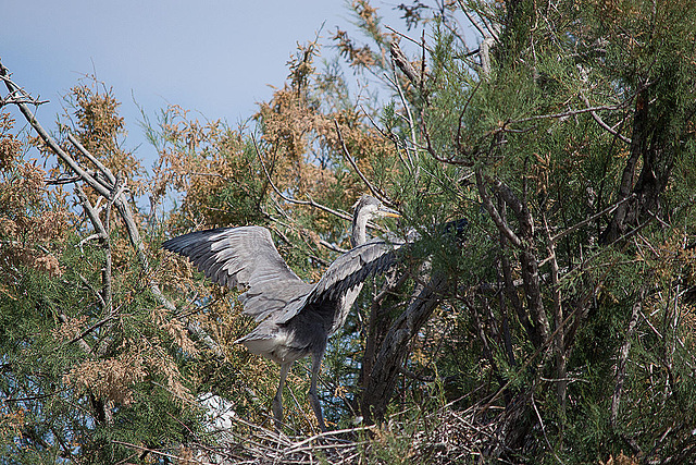 20110530 4620RTw [F] Graureiher, Parc Ornithologique, Camargue