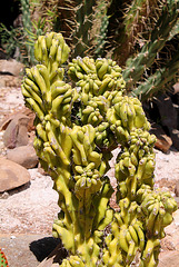 cereus peruvianis monstruosus