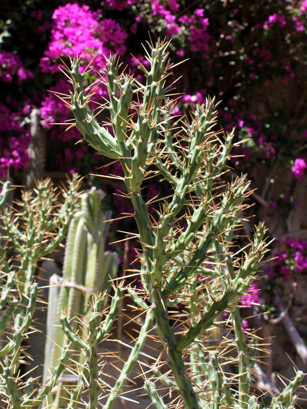 Cylindropuntia leptocaulis