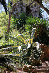 Agave americana marginata