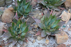 Aloe sp.. saponaria ?