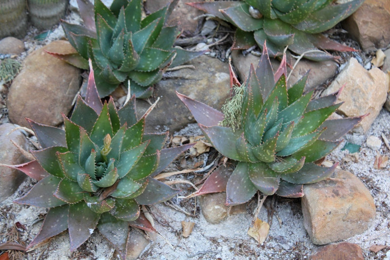 Aloe sp.. saponaria ?