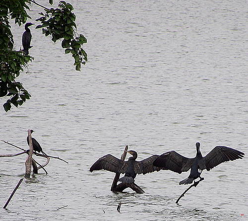 Cormorants