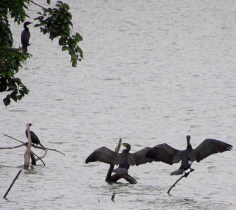 Cormorants