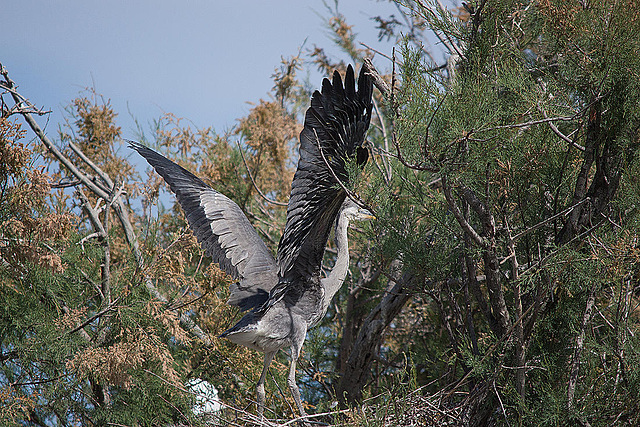 20110530 4619RTw [F] Graureiher, Parc Ornithologique, Camargue