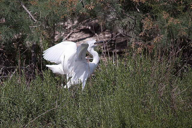 20110530 4618RTfw Seidenreiher [Camargue]