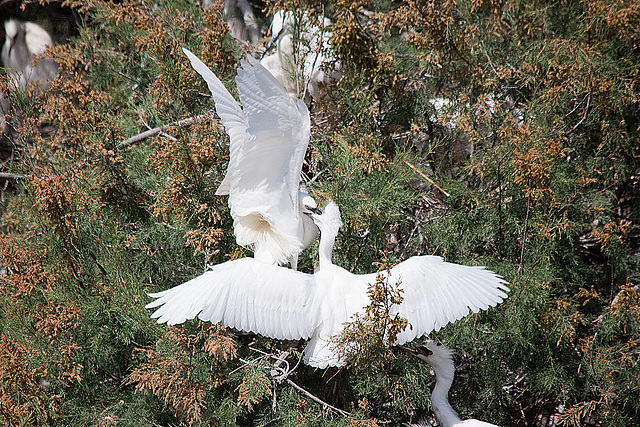 20110530 4613RTfw Seidenreiher [Camargue]