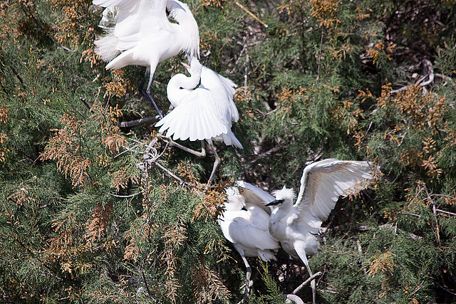 20110530 4612RTfw Seidenreiher [Camargue]