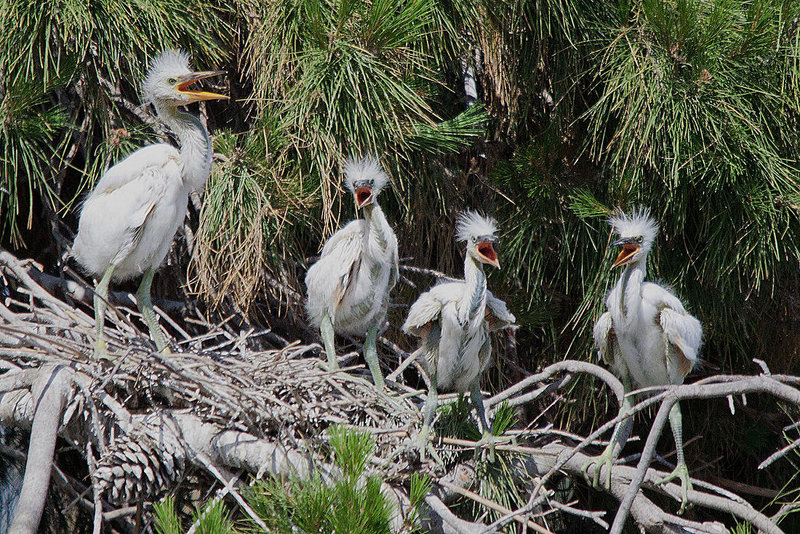 20110530 4608RTfw Seidenreiher [Camargue]