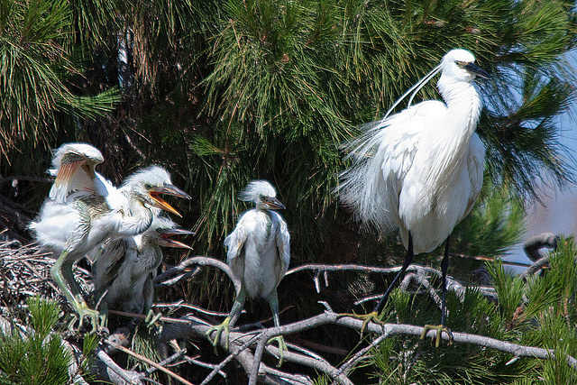 20110530 4606RTfw Seidenreiher [Camargue]