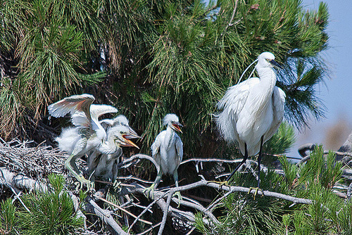 20110530 4605RTfw Seidenreiher [Camague]