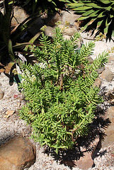 Crassula tetragona