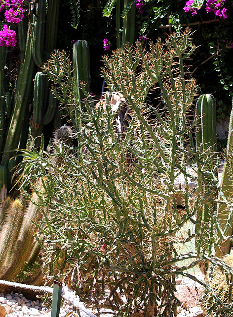 Cylindropuntia leptocaulis